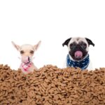 ドッグフードの買い方ガイド！ おすすめ通販サイト＆ドッグフード５選